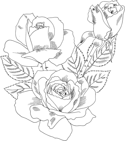 Double Delight Hybrid Tea Rose Coloring Page
