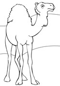 Dromedary Coloring Pages