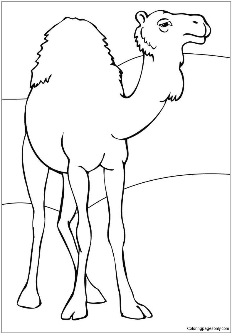 Dromedary Coloring Pages