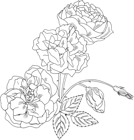 Duchesse de Brabant Rose Bush Coloring Page