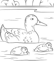 Duck with Ducklings Coloring Pages