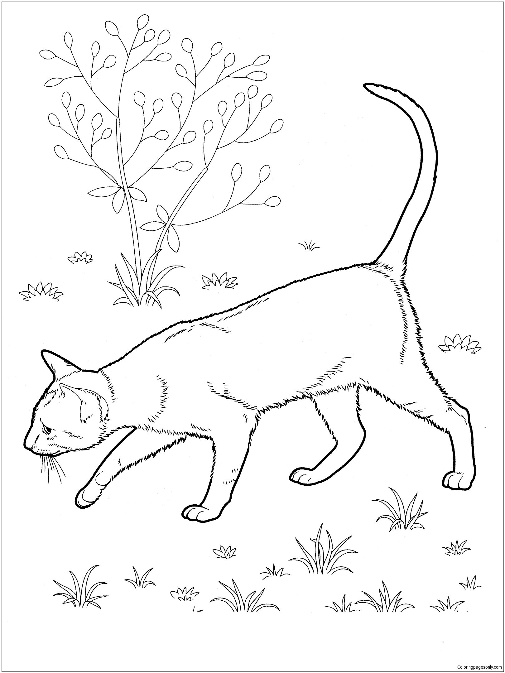 East Shorthair Cat Coloring Pages