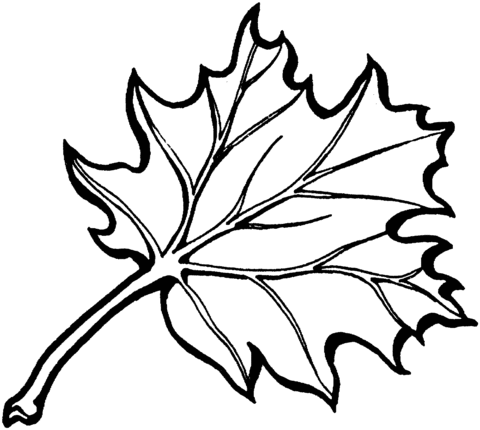 Eastern Black Oak Leaf Coloring Page