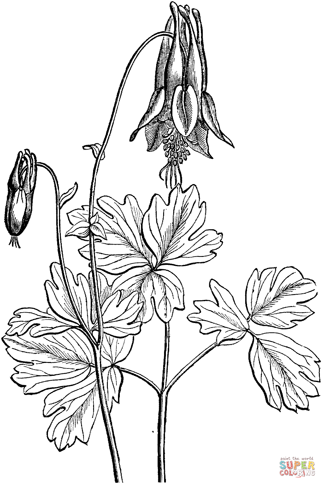 Eastern Red Columbine Coloring Page