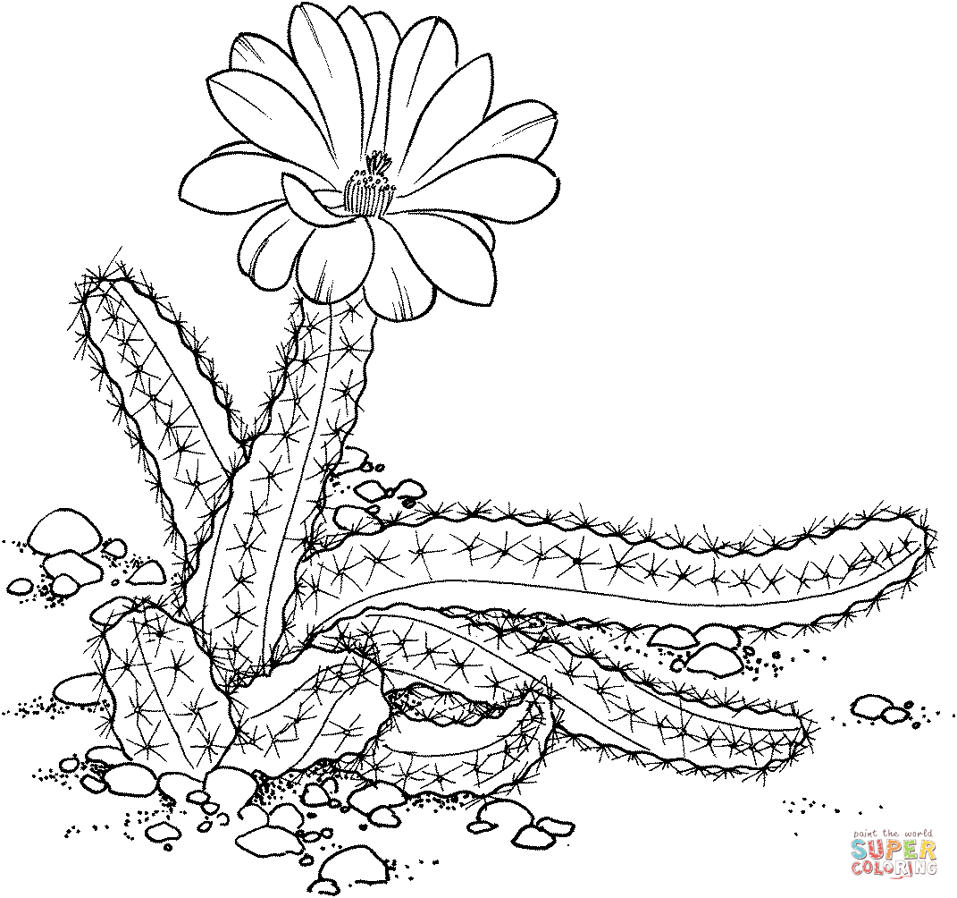 Echinocereus pentalophus oder Lady Finger Cactus von Cactus