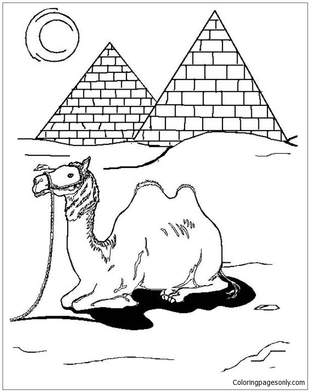 Download Egyptian Camel Coloring Page - Free Coloring Pages Online