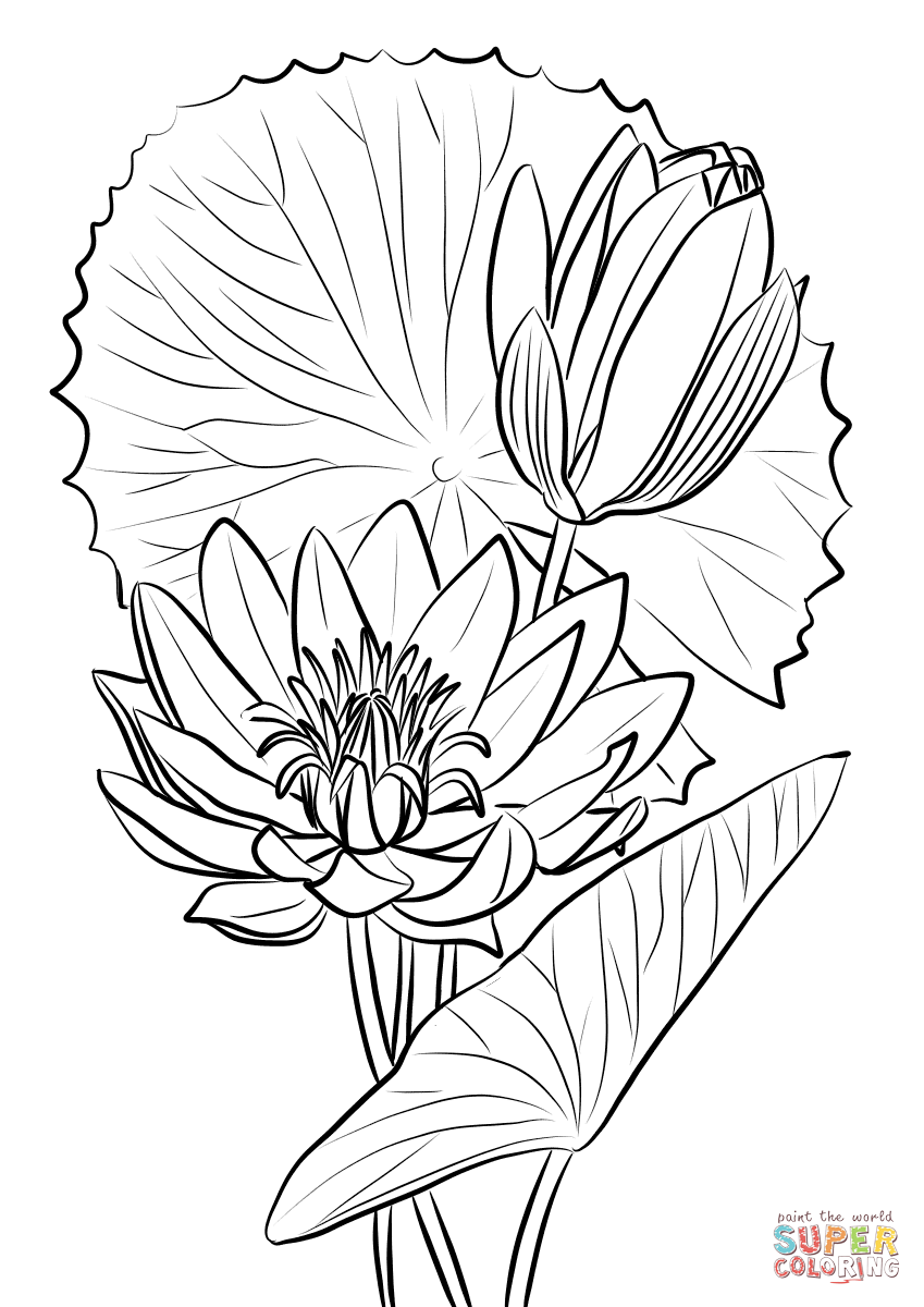 Egyptian Water Lily (Nymphaea Caerulea) Coloring Pages