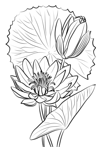 Egyptian Water Lily (Nymphaea Caerulea) Coloring Pages