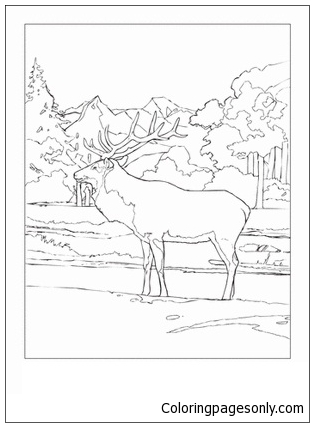 Elk Looks So Peaceful As He Watches Over His Rocky Mountain Home Coloring Pages