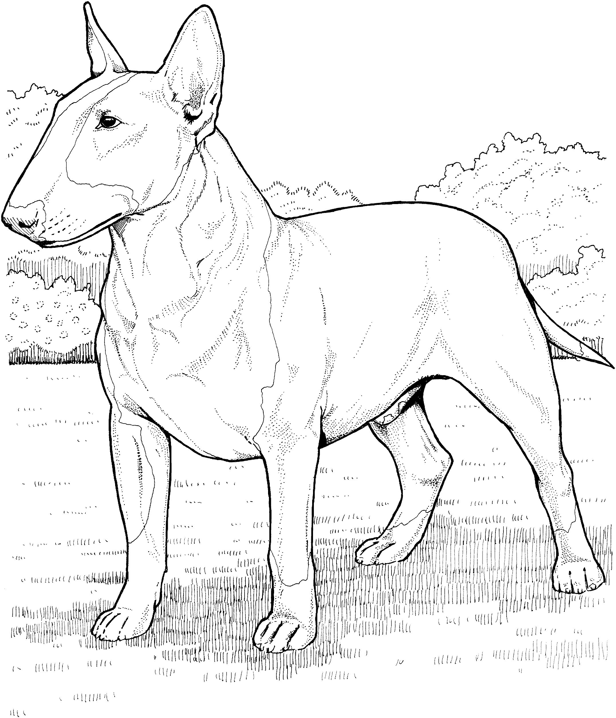 English Bull Terrier Coloring Page