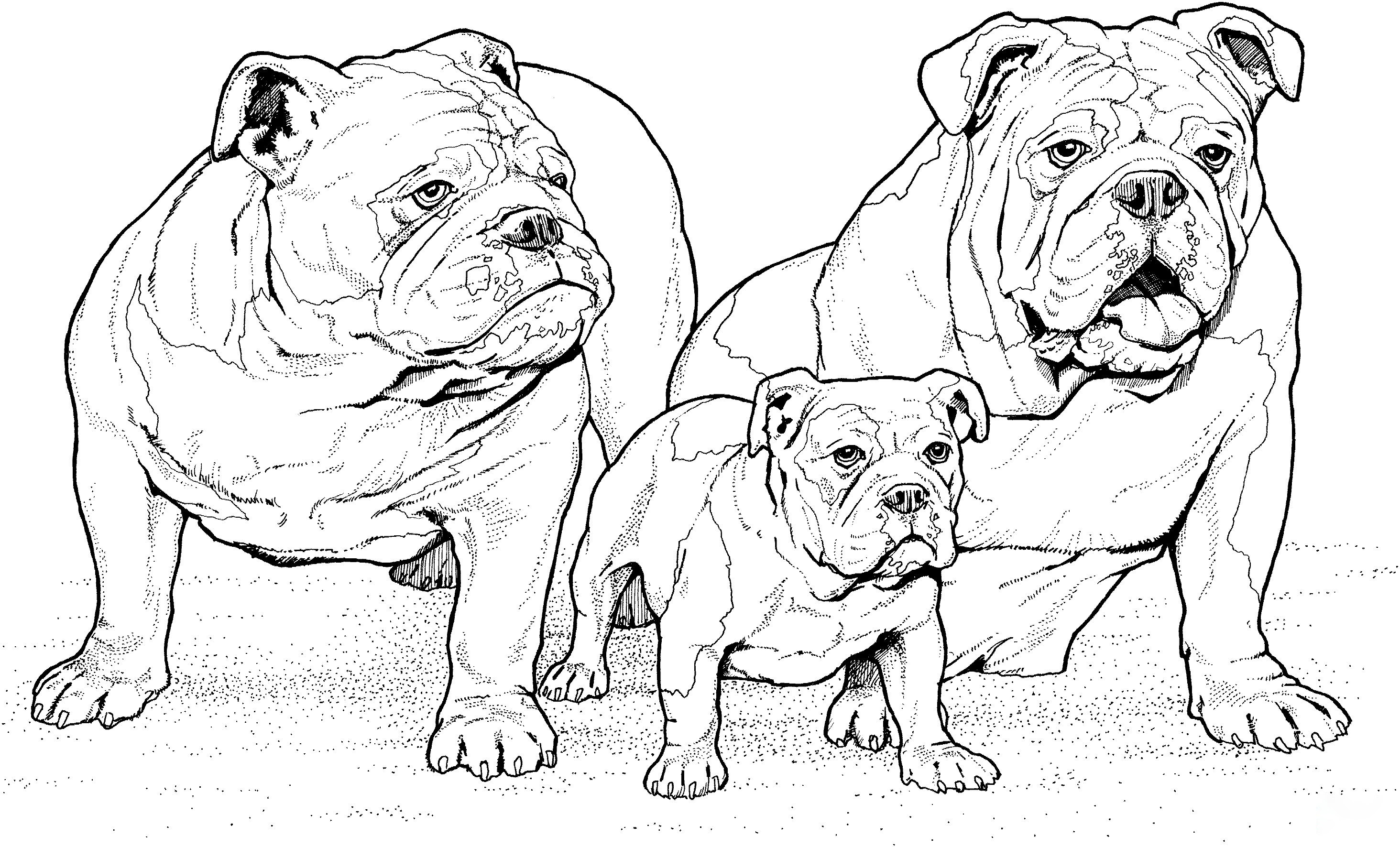 English Bulldog With Puppy Coloring Pages