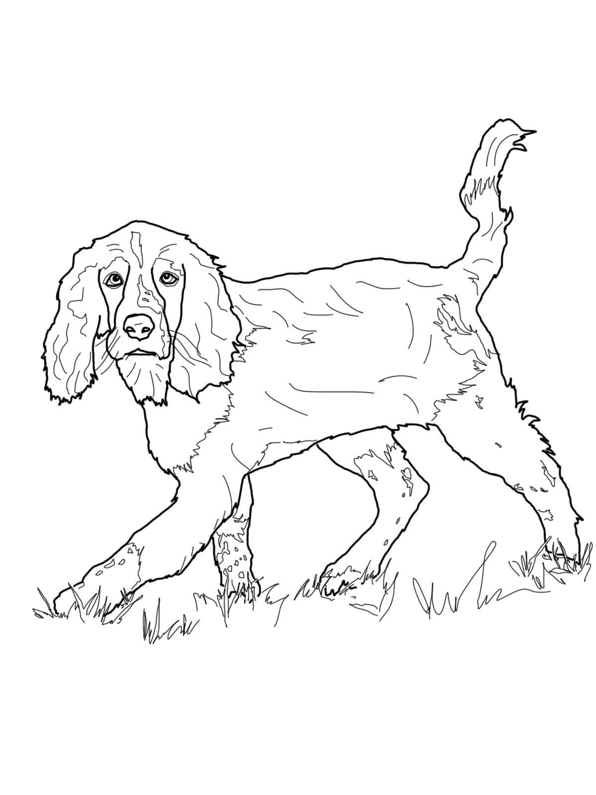 Английский спрингер-спаниель от собак