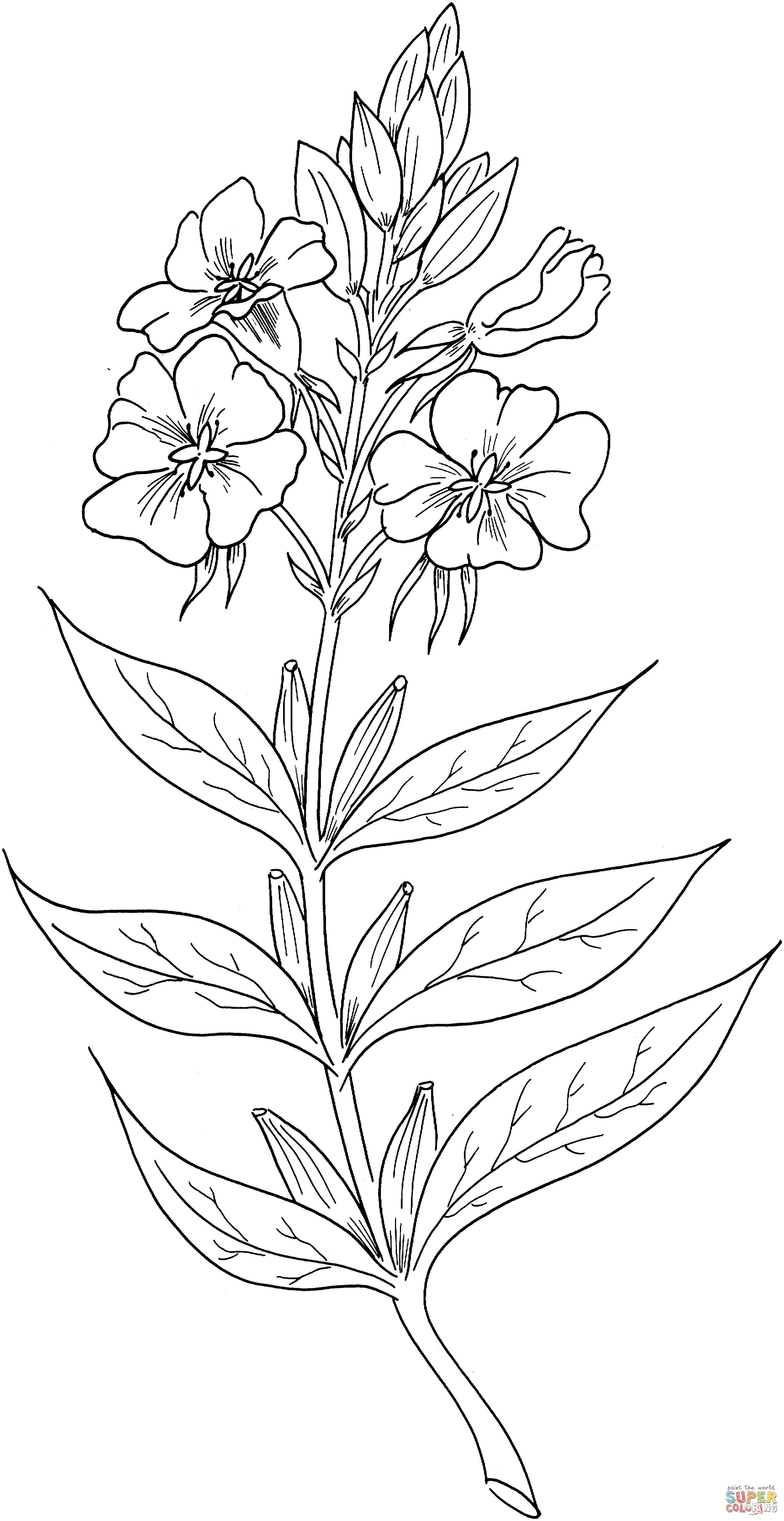 Enothera Biennis Or Evening Primrose Or Evening Star Coloring Pages