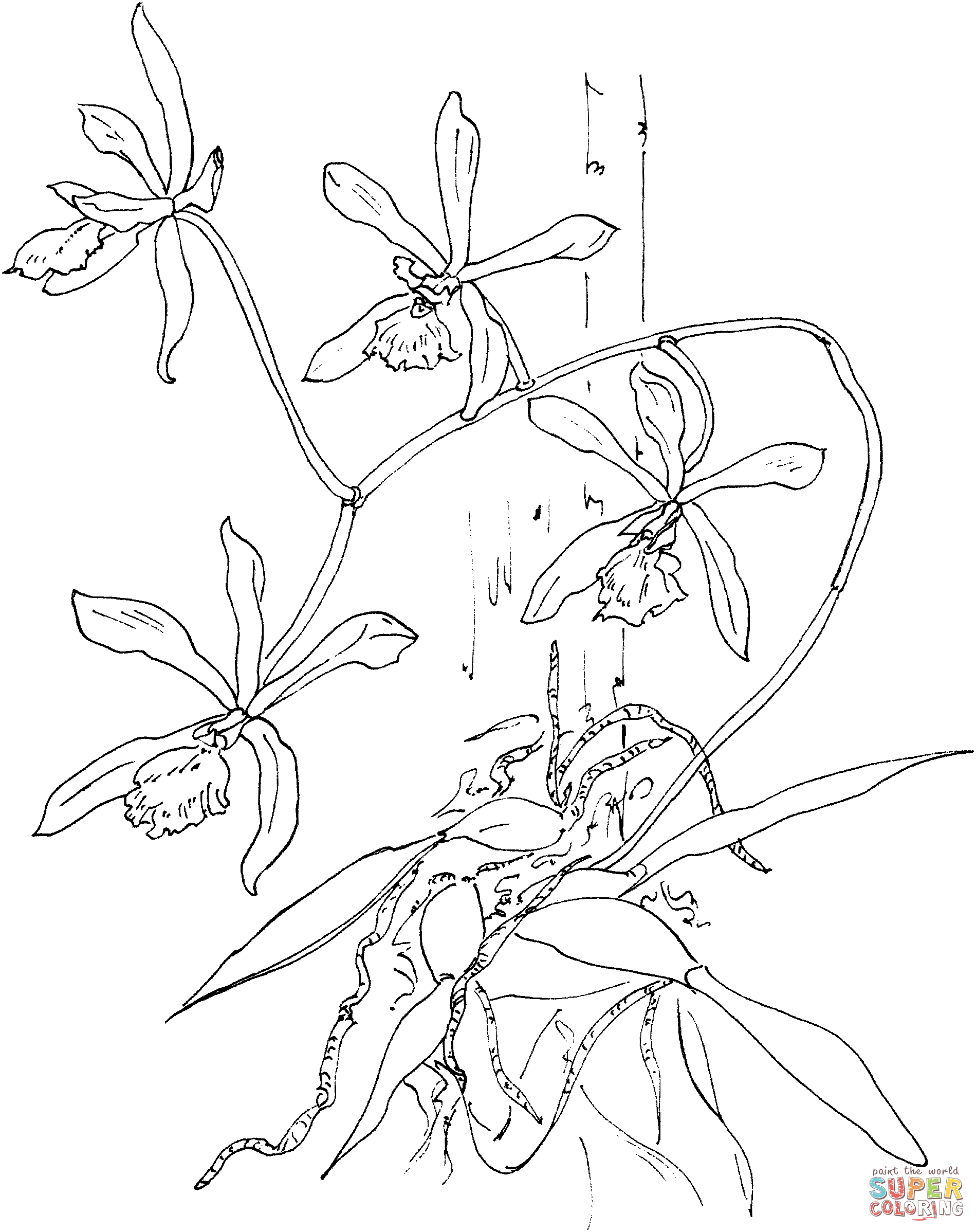 Орхидея схематично рисунок