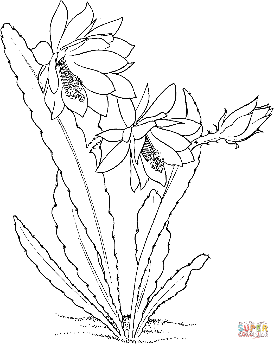 Cacto de orquídea Epiphyllum ackermannii de Cactus
