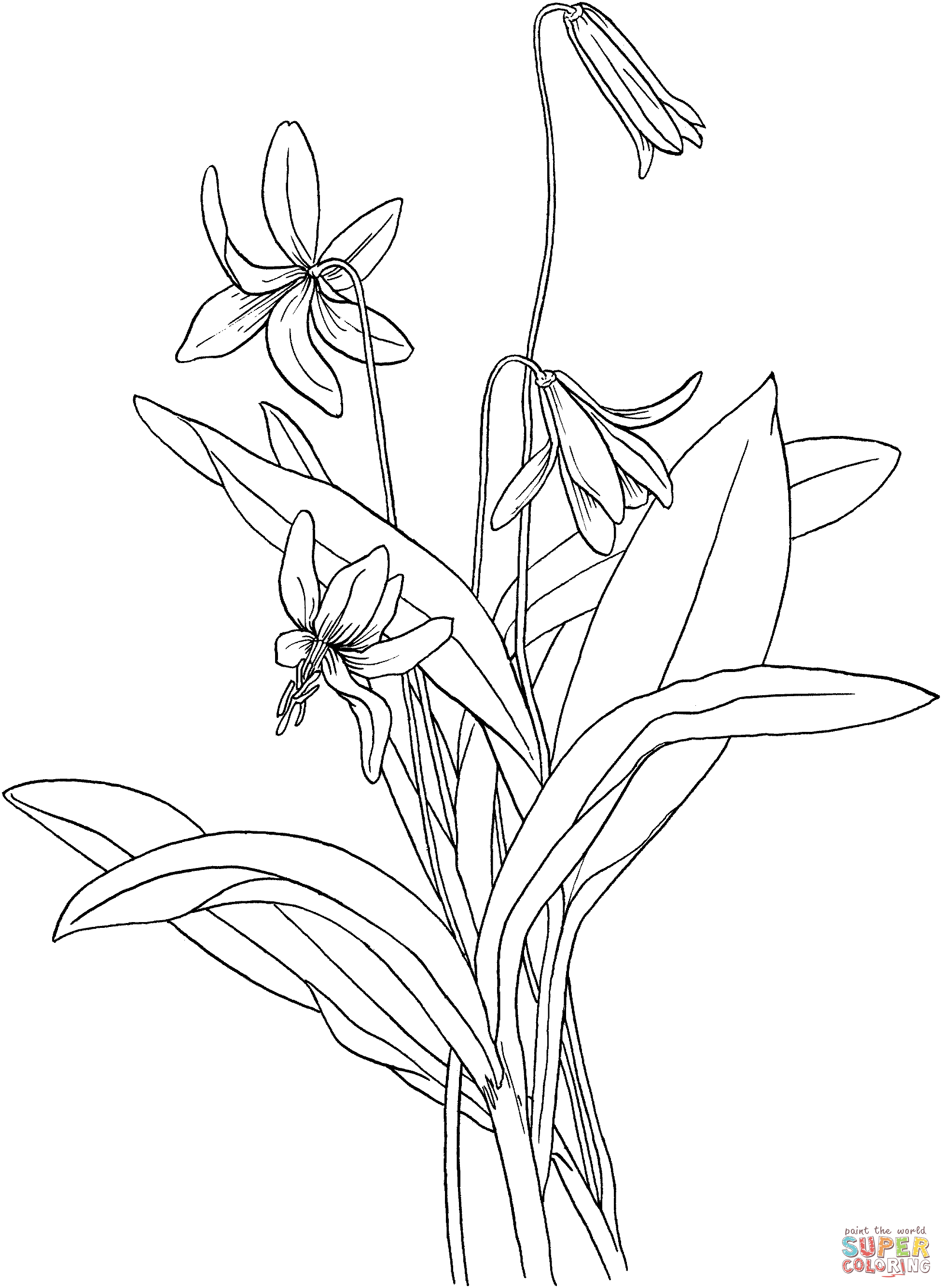Erythronium Americanum oder Forellenlilie aus Lilien