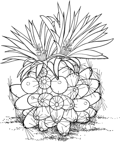 Escobaria missouriensis or Missouri foxtail cactus Coloring Page