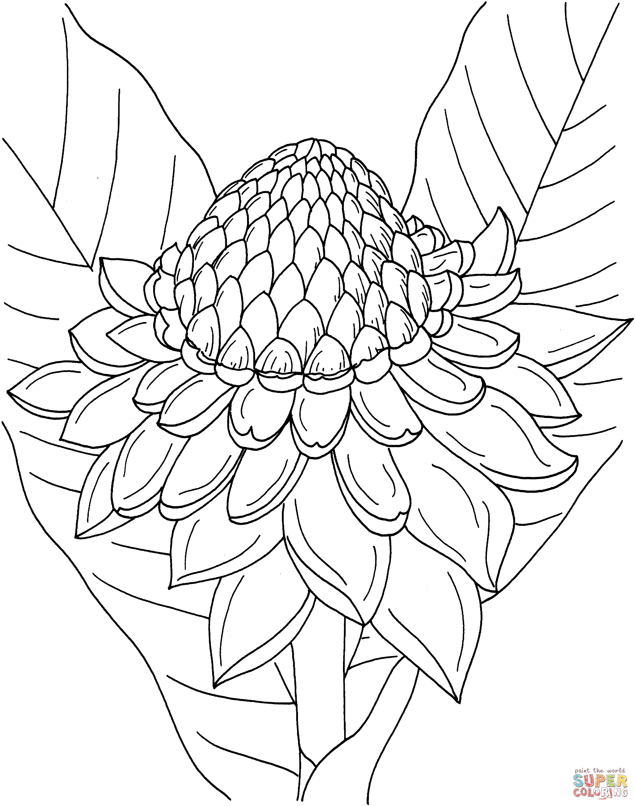 Etlingera Elatior oder Fackel-Ingwer aus Ingwerblüte