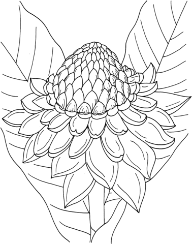 Etlingera Elatior or Torch Ginger Coloring Page