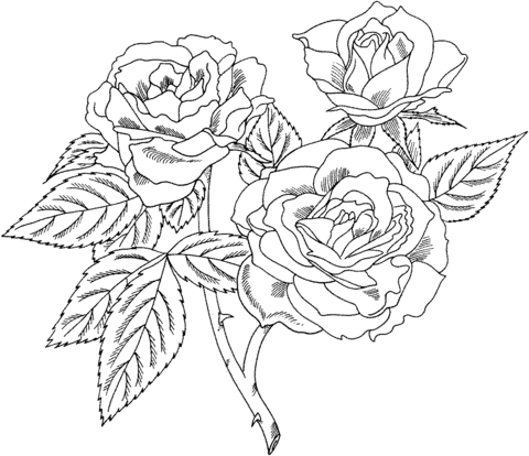 Europeana Floribunda Rose Coloring Page