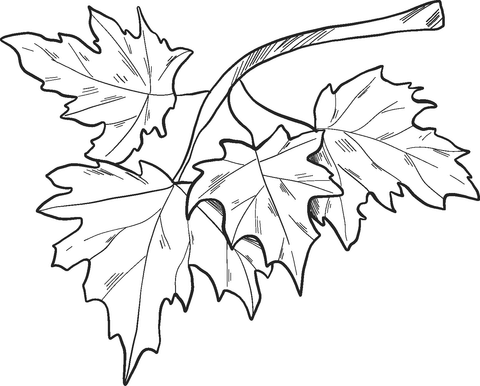 Herbstblätter auf einem Ast Malvorlagen