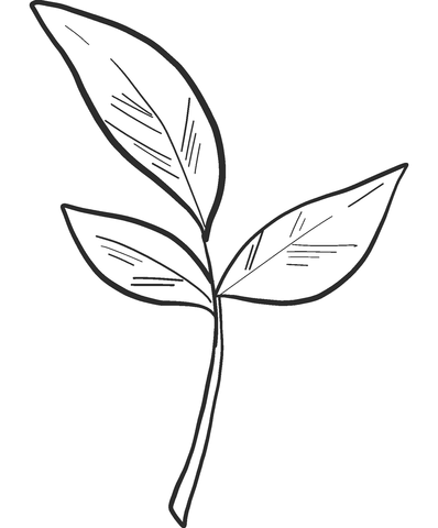 Fall Leaves Coloring Pages