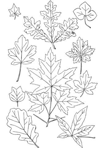 Fall Leaves Coloring Pages