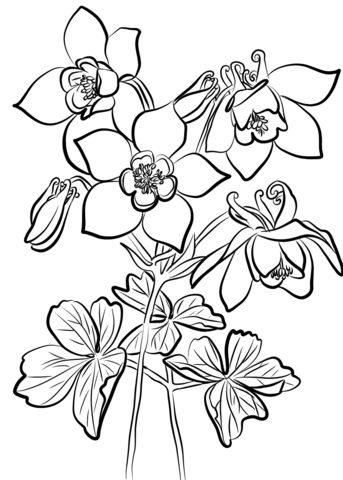 Fan Columbine Coloring Pages