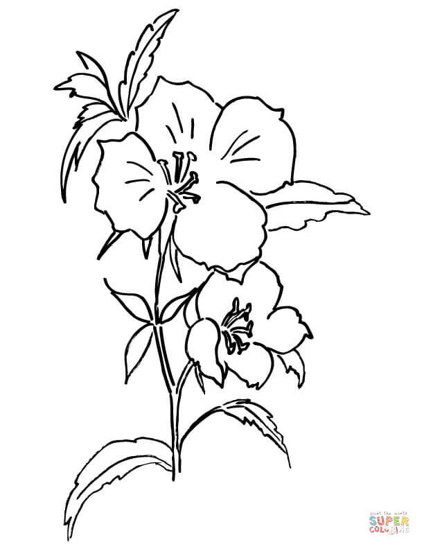 Farewell To Spring Or Godetia Coloring Pages