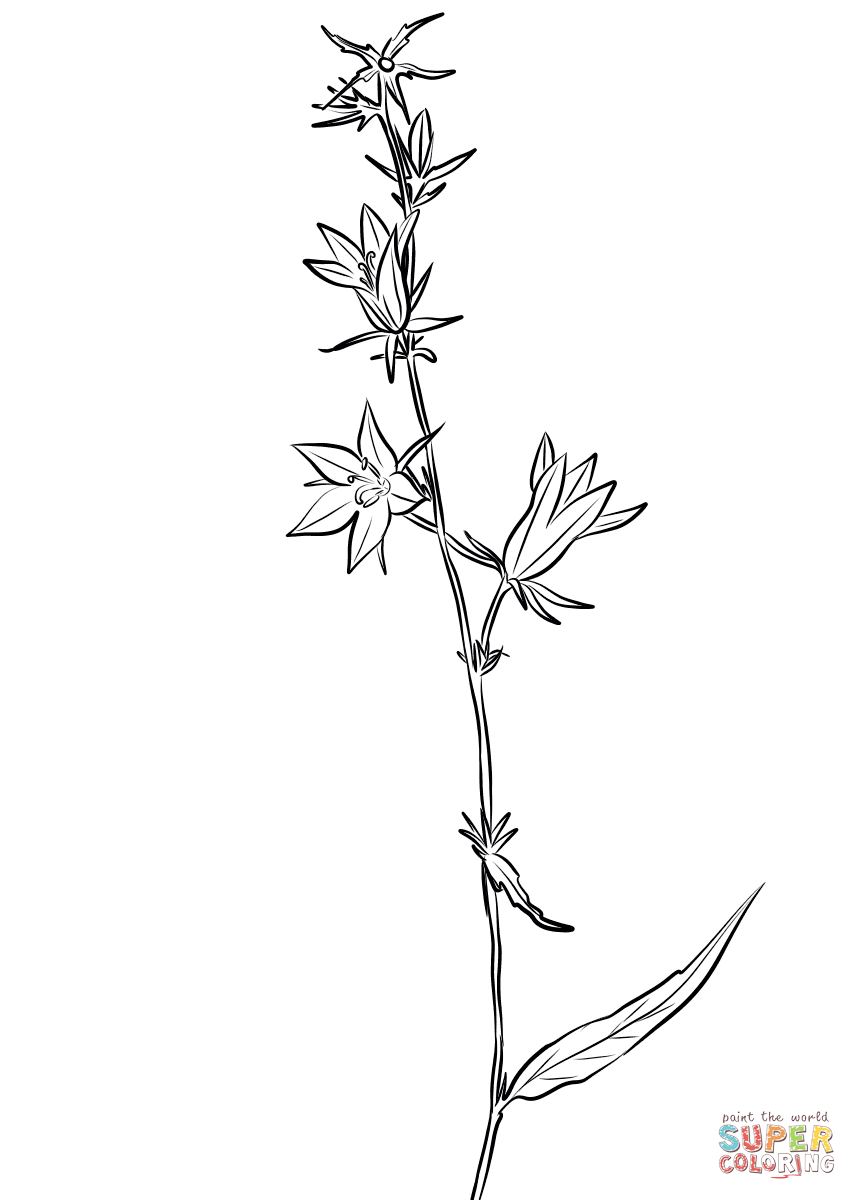 Field Bellflower (Campanula Patula) Coloring Pages