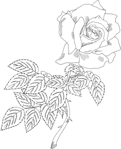 First Prize Hybrid Tea Rose Coloring Pages