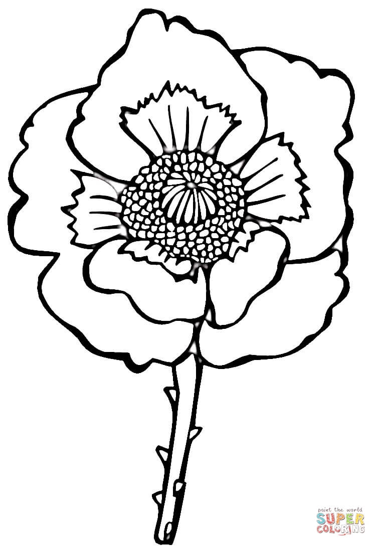 Flower Poppy Coloring Page