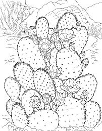 Flowering Cactus On The Desert Coloring Page
