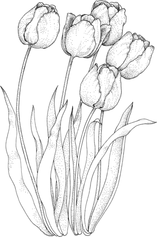 Four Tulips Coloring Page