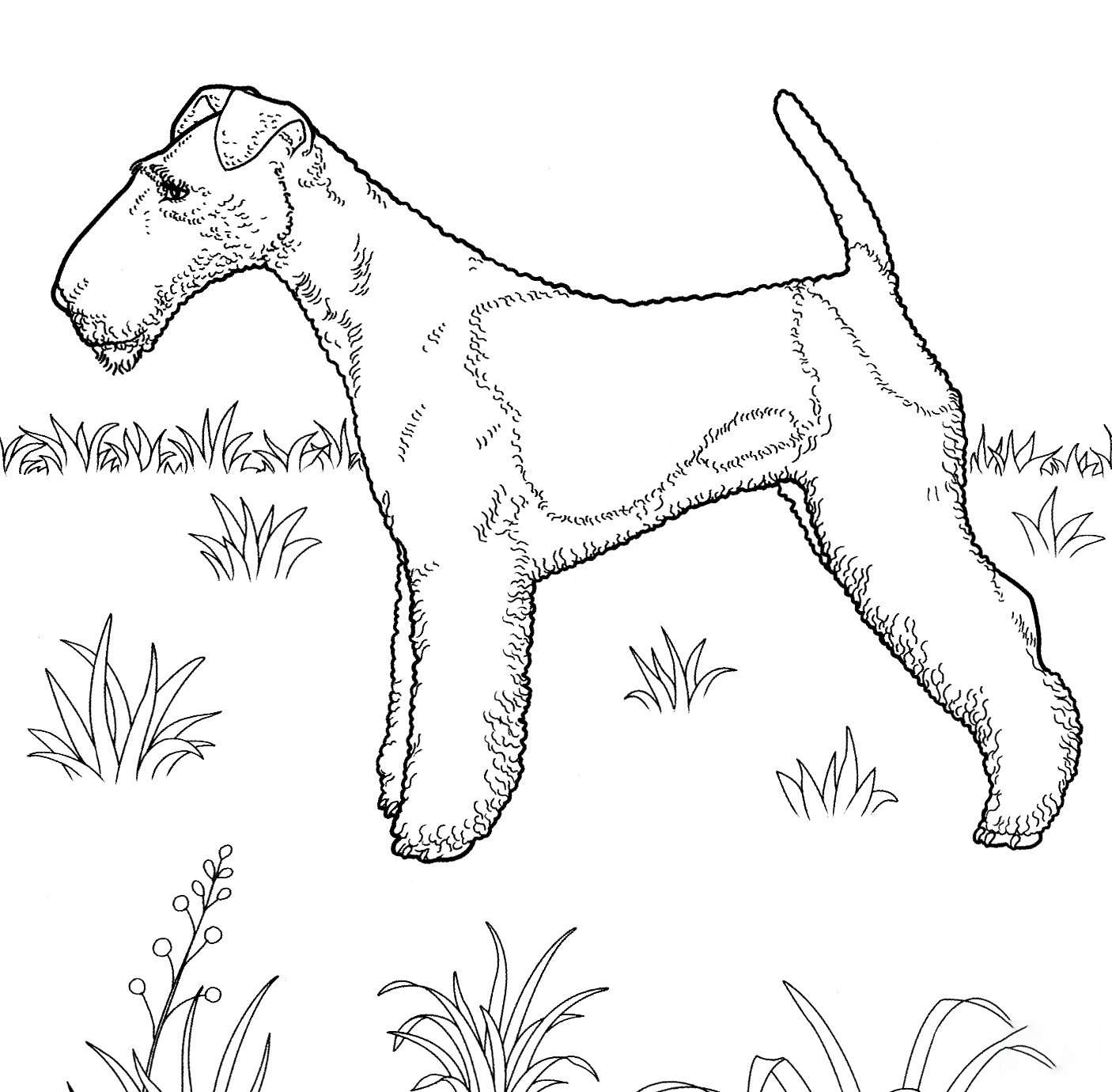 Fox Terrier Coloring Pages