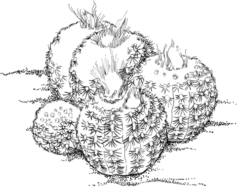 Frailea pygmaea cactus Coloring Pages