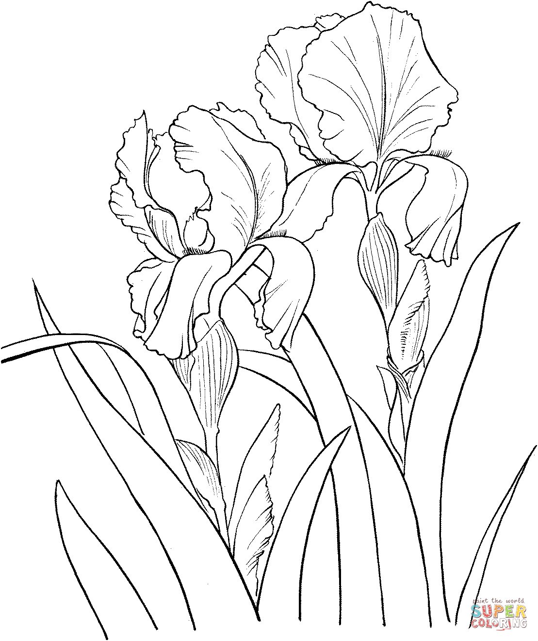 Garden German Iris or Iris Germanica Coloring Pages