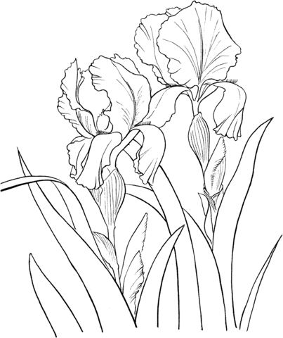 Garden German Iris or Iris Germanica Coloring Page