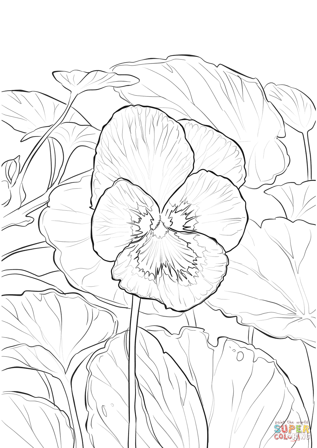 紫罗兰花园三色堇