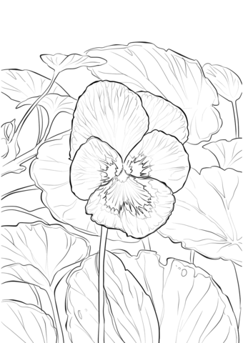 Garden Pansy Coloring Page