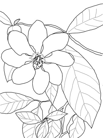 Gardenia Carinata Coloring Page