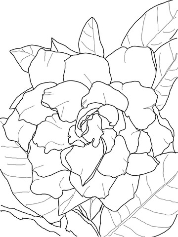 Gardenia Jasminoides or Plena Coloring Page