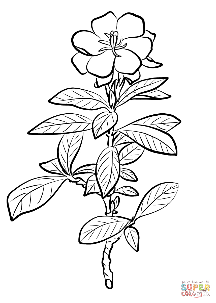 Gardenia Jasminoides Coloring Pages