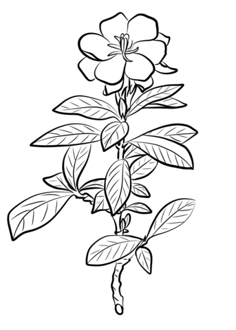 Gardenia Jasminoides Coloring Page