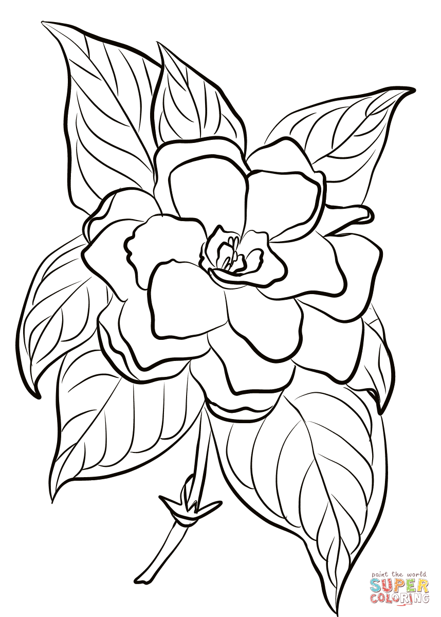 Druckbare Gardenie von Gardenia