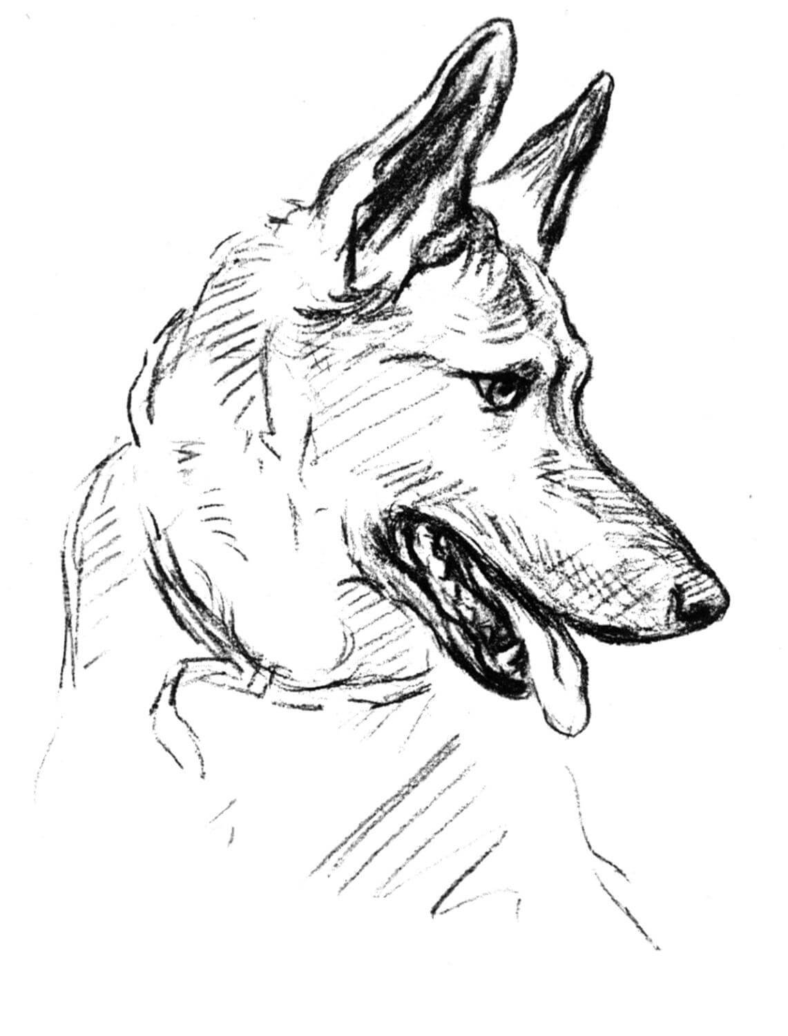 Arte de pastor alemão de cães