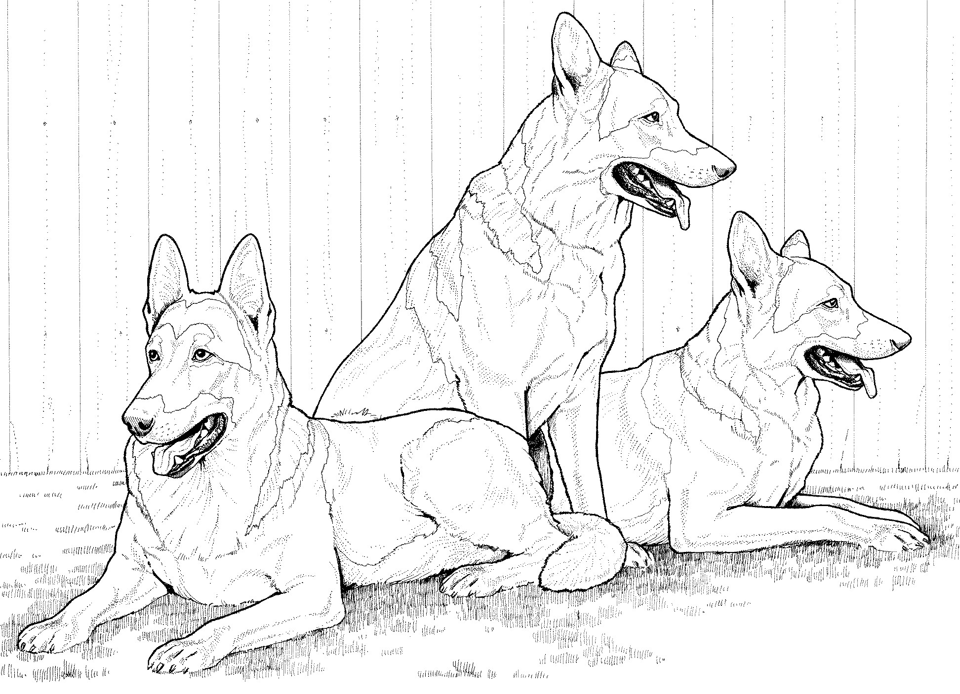 German Shepherd dogs Coloring Pages
