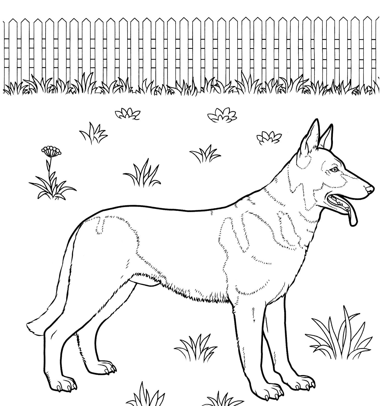 German Shorthair Coloring Pages