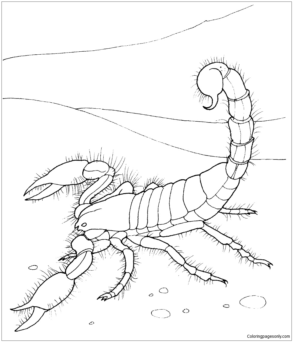 Giant Desert Scorpion Coloring Pages - Deserts Coloring Pages