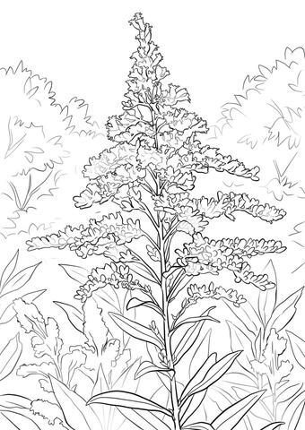 Giant Goldenrod Coloring Pages